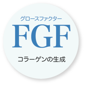 FGFコラーゲンの生成