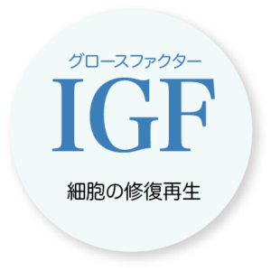 IGF細胞の修復再生